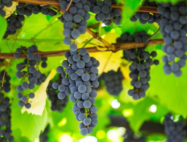 Система интенсивных технологий производства винограда в северной зоне промышленного виноградарства РФ – Системы ведения и формирования кустов винограда