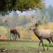 Олени заполонили шотландскую деревню и начали устанавливать свои правила