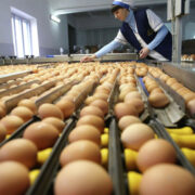 США планируют закупить сотни миллионов яиц в Турции и Южной Корее