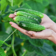 В России снизились цены на огурцы и куриные яйца